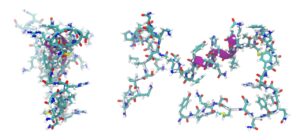 adrenomedullin, peptide, molecule